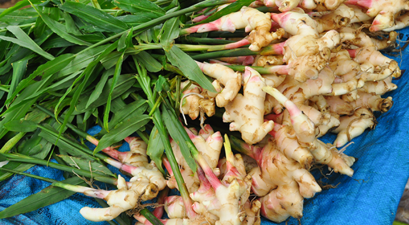 Cultivar jengibre en casa.