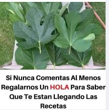 Las Hojas De Higo Son Un Cuchillo Contra La Diabetes, El Colesterol Alto, Y Los Triglicéridos.