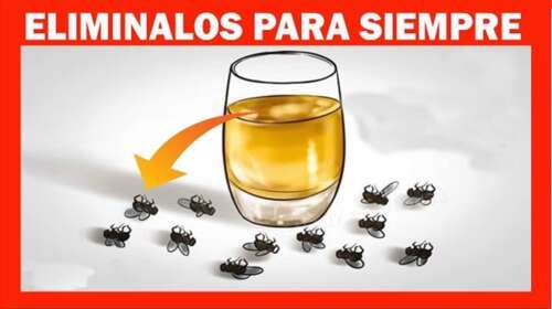 Todo lo que debes saber para eliminar a las moscas