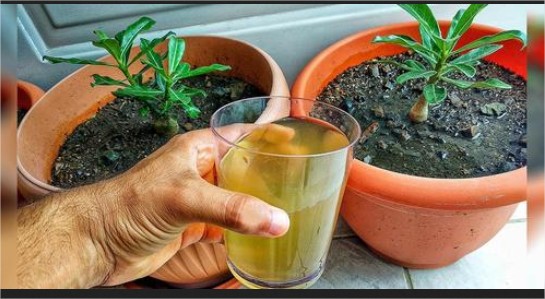 Aplica esto a tus plantas y vivirán eternamente