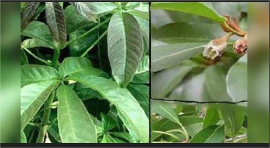 PRODUCE INSULINA