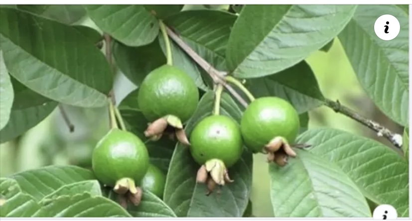 beneficios de tomar té de hojas de guayaba