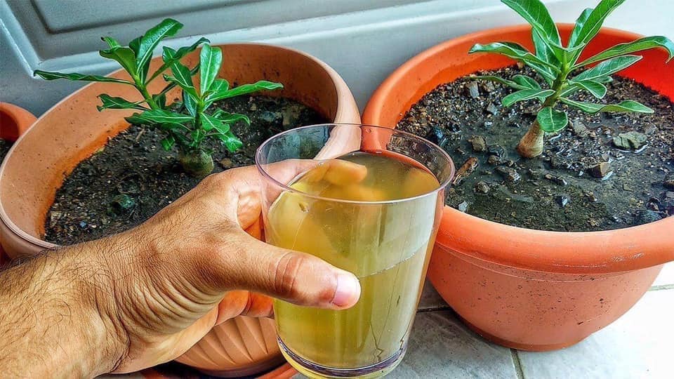 PLICA ESTE ABONO A TUS PLANTAS