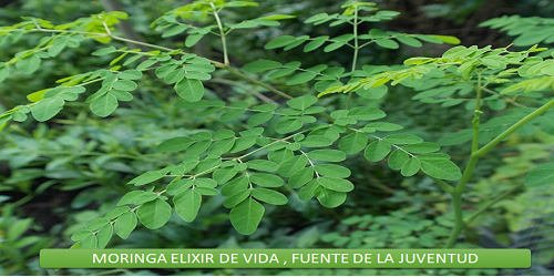 Moringa Elixir de Vida , Fuente de la juventud