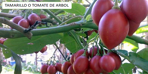 TAMARILLO O TOMATE DE ARBOL: Liquida la Diabetes, Presión Alta, Grasa,Corazón…