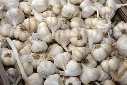 El PODER DEL AJO ANTIBIOTICO NATURAL