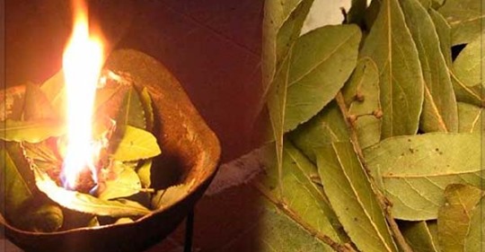 Quema Hoja de laurel