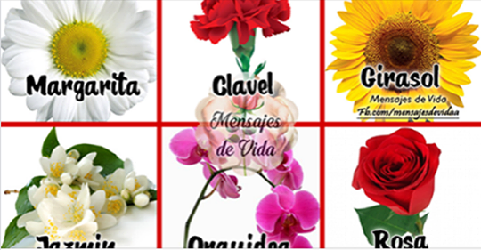 ESCOGE LA FLOR