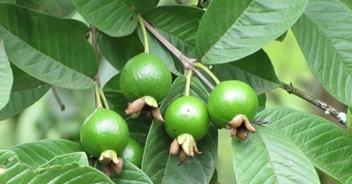 Té de hoja de guayaba