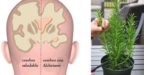 Plantas que protegen tu cerebro.