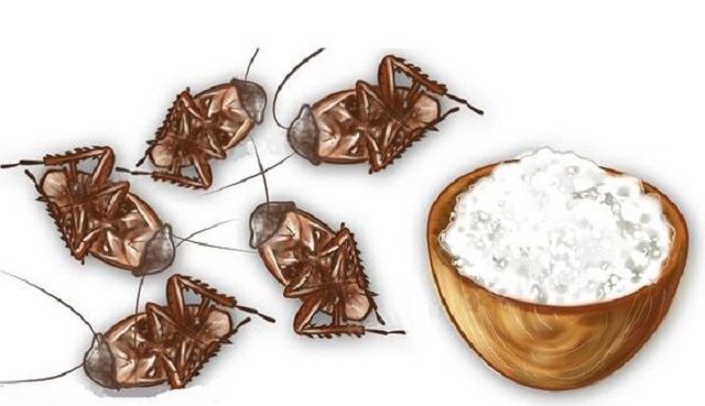 ELIMINA CUCARACHAS, MOSCAS Y MOSQUITOS DE TU CASA EN SOLO 2 HORAS CON ESTE REMEDIO CASERO