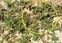 Si Ves Esta Planta en Tu Jardín, ¡No La Cortes! Esta es la Razón