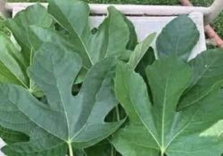0 Las Hojas De Higo Son Un Cuchillo Contra La Diabetes, El Colesterol Alto, Y Los Triglicéridos.