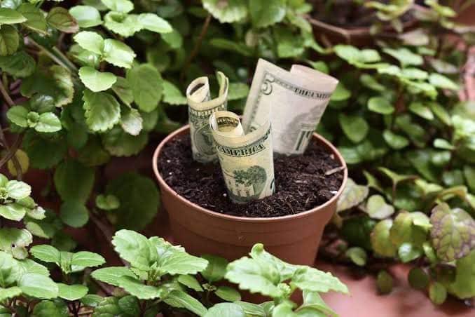 PLANTA EN TU HOGAR