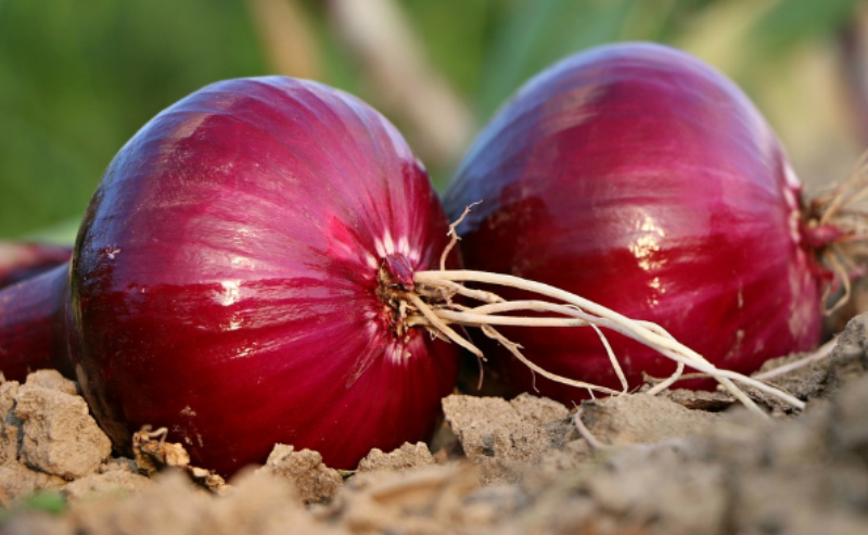 CEBOLLA.