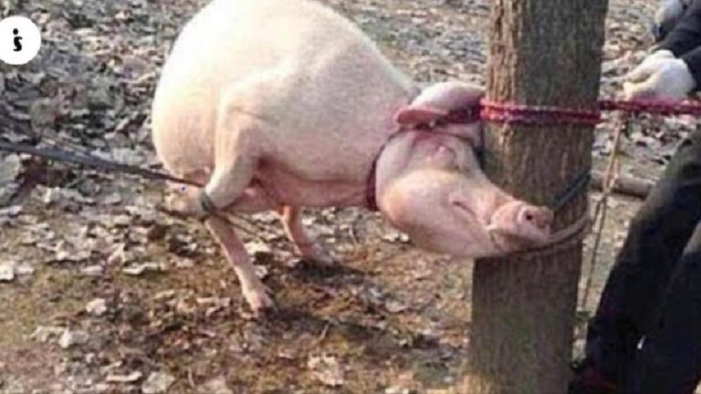 Este Cerdo Devoró Un Niño